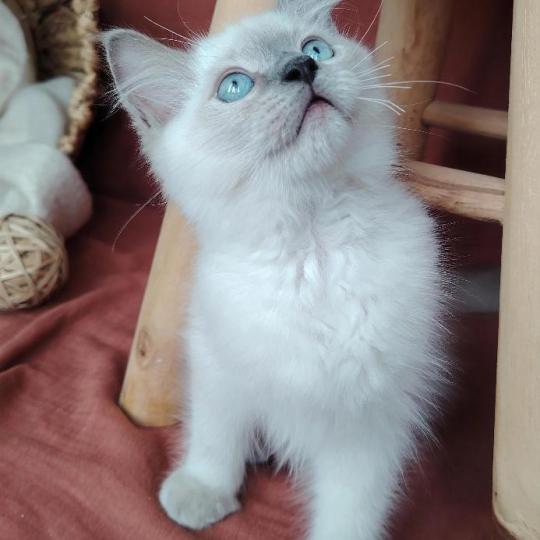 chaton Ragdoll blue point Brienne Lagertha Des 3 Pas d'Ottiwa blue point