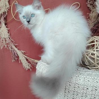 Brienne Lagertha Des 3 Pas d'Ottiwa Femelle Ragdoll