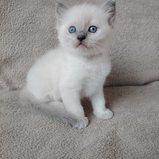chaton Ragdoll blue point Bucéphale Farah Des 3 Pas d'Ottiwa blue point