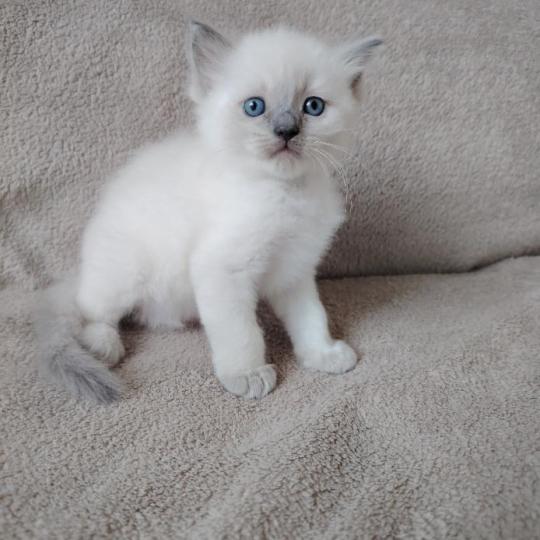 chaton Ragdoll blue point Bucéphale Farah Des 3 Pas d'Ottiwa blue point