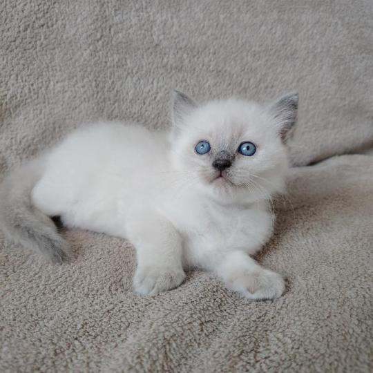 chaton Ragdoll blue point Bucéphale Farah Des 3 Pas d'Ottiwa blue point