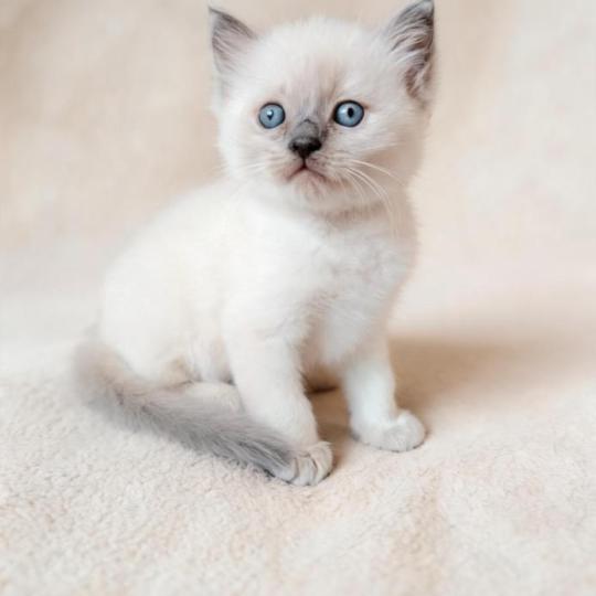chaton Ragdoll blue point Bucéphale Farah Des 3 Pas d'Ottiwa blue point
