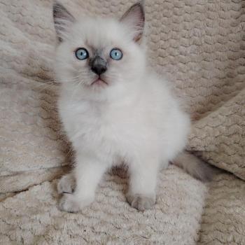 Bucéphale Farah Des 3 Pas d'Ottiwa Mâle Ragdoll