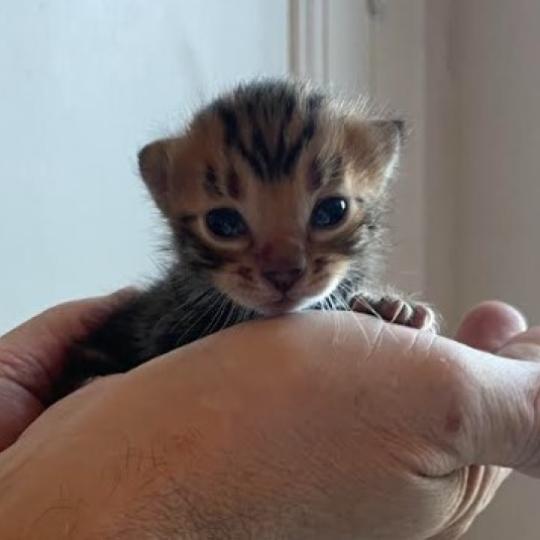 PANDRAGONE TOYGERS' Balthiel Mâle Toyger