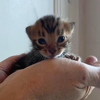PANDRAGONE TOYGERS' Balthiel Mâle Toyger