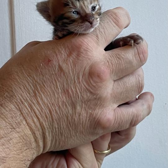 chaton Toyger brown mackerel tabby Bellone Chatterie PANDRAGONE TOYGERS' brown mackerel tabby