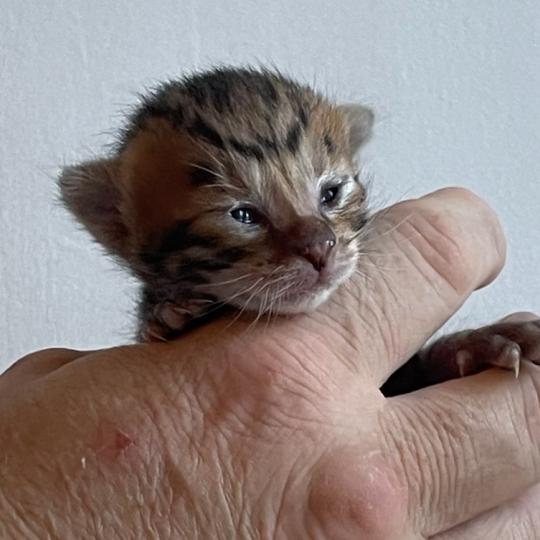 chaton Toyger brown mackerel tabby Bellone Chatterie PANDRAGONE TOYGERS' brown mackerel tabby
