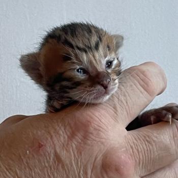 PANDRAGONE TOYGERS' Bellone Femelle Toyger