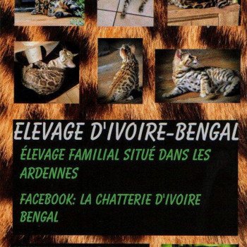 Chatterie d'Ivoire Bengal