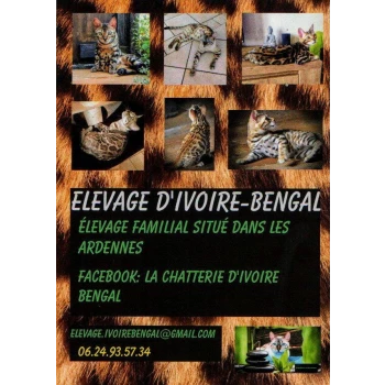Chatterie d'Ivoire Bengal