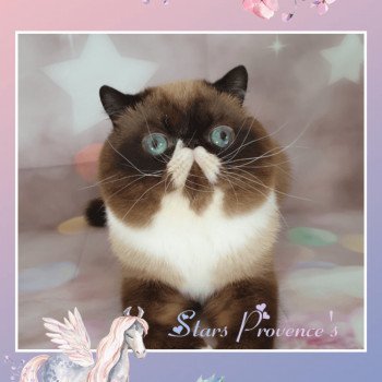STARS PROVENCE'S