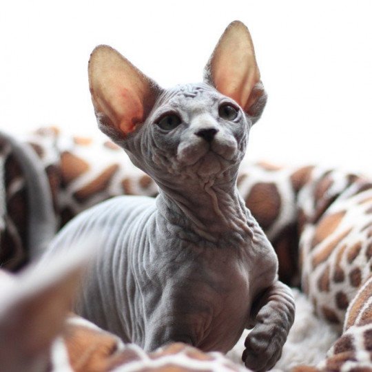 Chat Sphynx Clandestino Rasta Chat Sphynx A Vendre Chat Et Chaton Com Chat Sphynx Clandestino Rasta Chat Sphynx A Vendre Chat Et Chaton Com