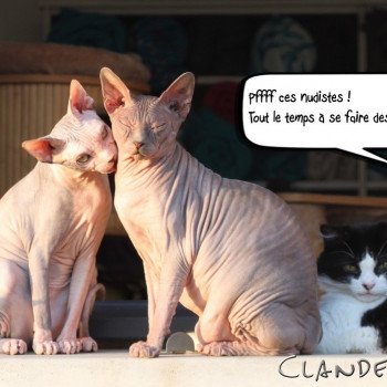 Eleveurs Chat Sphynx En France Chat Et Chaton Com