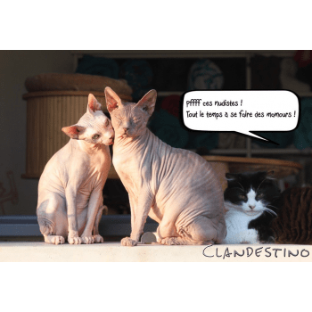 Clandestino Sphynx Elevage De Chat Sphynx Chat Et Chaton Com