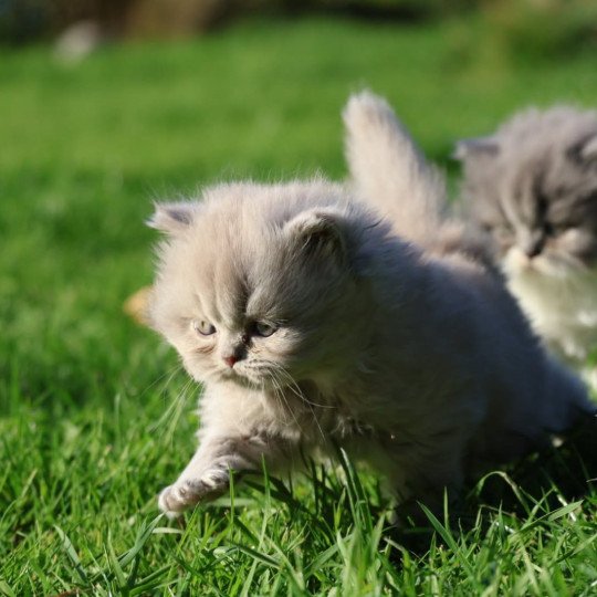 A .. Rubiscube Mâle British Longhair A .. Rubiscube Mâle British Longhair