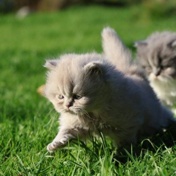 A .. Rubiscube Mâle British Longhair