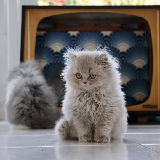 chaton British Longhair lilac A .. Rubiscube Chatterie Du Vent d'Ouest lilac 