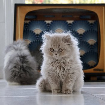 A .. Rubiscube Mâle British Longhair