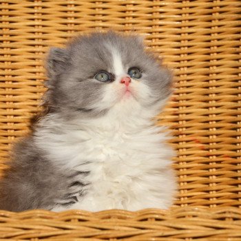 A .. Jean-Pierre Mâle British Longhair