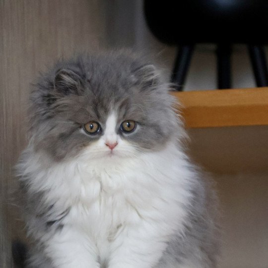 chaton British Longhair blue bicolor A .. Jean-Pierre Chatterie Du Vent d'Ouest blue bicolor