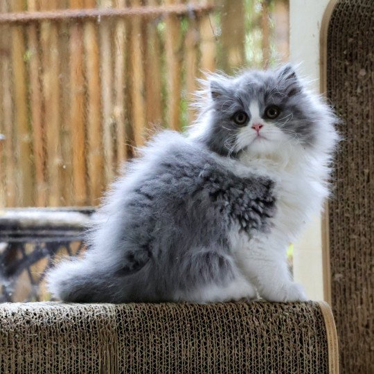 chaton British Longhair blue bicolor A .. Jean-Pierre Chatterie Du Vent d'Ouest blue bicolor