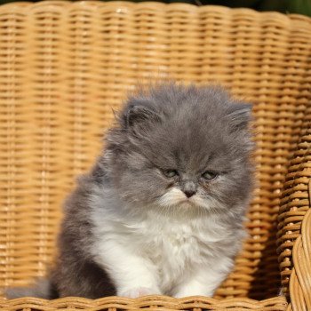 A .. Yuna Femelle British Longhair