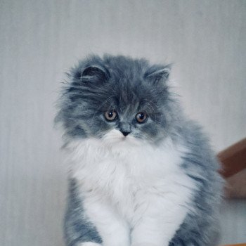 A .. Yuna Femelle British Longhair