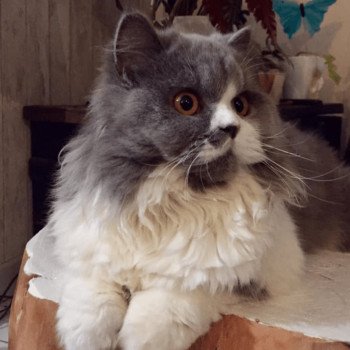 Queen Perla Femelle British Longhair