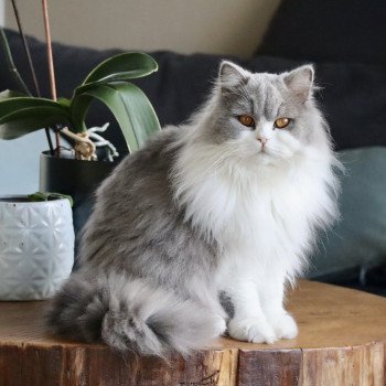 Top Gun Du Vent D'Ouest Mâle British Longhair