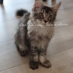 Unity Femelle Maine coon Unity Femelle Maine coon