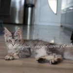 Upie Femelle Maine coon Upie Femelle Maine coon