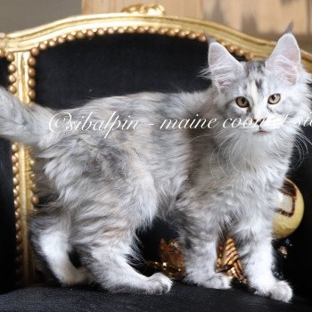 Ukiah Femelle Maine coon