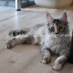 Ukiah Femelle Maine coon Ukiah Femelle Maine coon