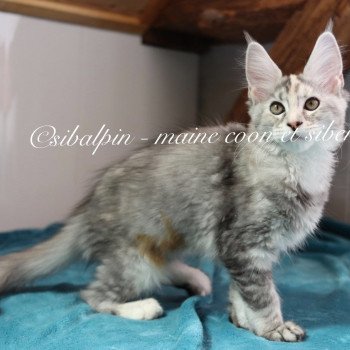 Utah Femelle Maine coon