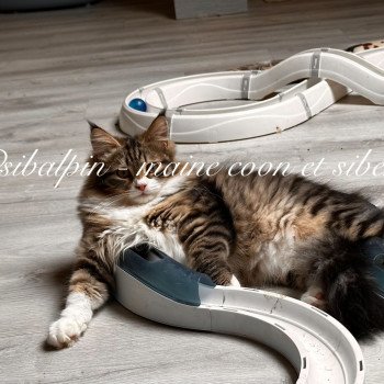 Zupanja Femelle Sibérien