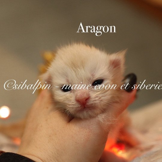 chaton Maine coon red silver ticked tabby Elevage Sibalpin red silver ticked tabby