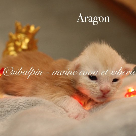chaton Maine coon red silver ticked tabby Aragon Elevage Sibalpin red silver ticked tabby