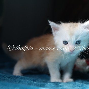 Aragon Mâle Maine coon