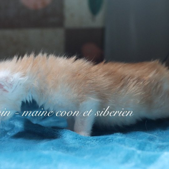 chaton Maine coon red silver ticked tabby Aragon Elevage Sibalpin red silver ticked tabby