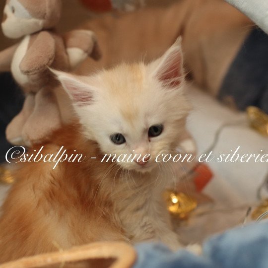 chaton Maine coon red silver ticked tabby Aragon Elevage Sibalpin red silver ticked tabby