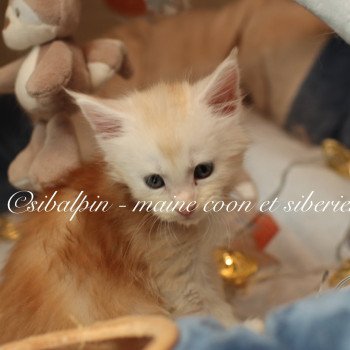 Aragon Mâle Maine coon