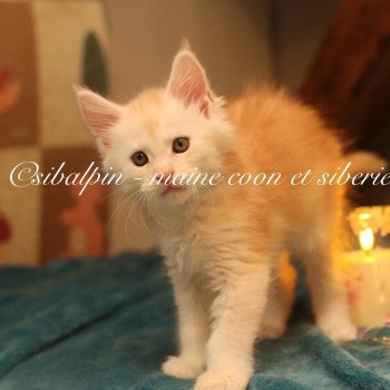 Aragon Mâle Maine coon