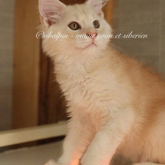 chaton Maine coon red silver ticked tabby Aragon Elevage Sibalpin red silver ticked tabby