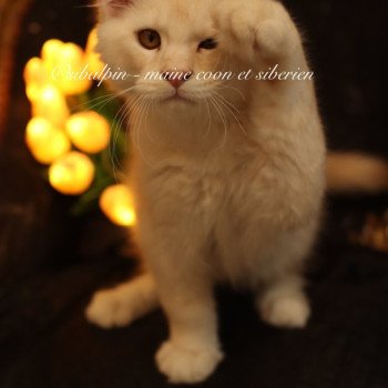 Aragon Mâle Maine coon