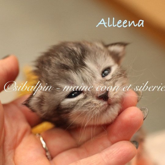 chaton Maine coon black silver ticked tabby Elevage Sibalpin black silver ticked tabby