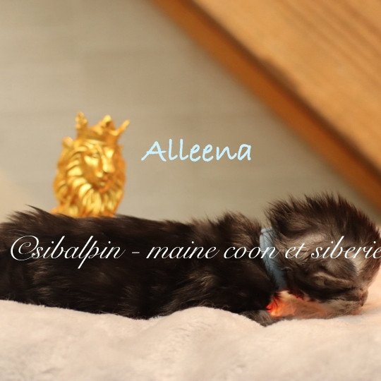 chaton Maine coon black silver ticked tabby Alleena Elevage Sibalpin black silver ticked tabby