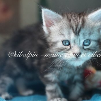 Alleena Femelle Maine coon