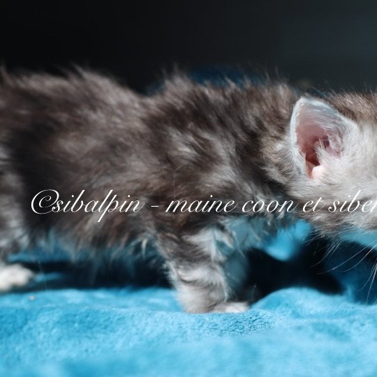 chaton Maine coon black silver ticked tabby Alleena Elevage Sibalpin black silver ticked tabby