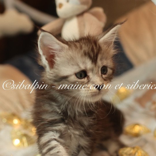 chaton Maine coon black silver ticked tabby Alleena Elevage Sibalpin black silver ticked tabby