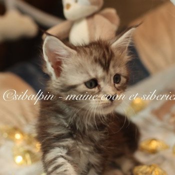 Alleena Femelle Maine coon